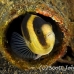damsel_banded_bottle_kbrtk3_h_0361_sul6022.jpg